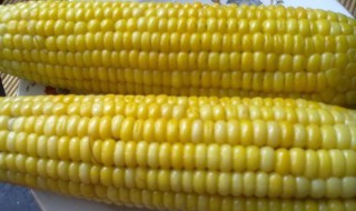 熟的玉米可以做什么（熟的玉米可以做什么好吃的美食）