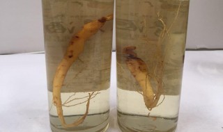 长期喝人参酒有什么好处（长期喝人参酒的好处）