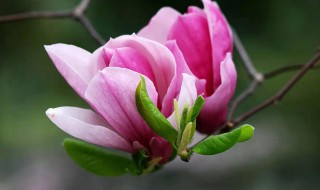 玉兰花的功效与作用 玉兰花的功效与作用及禁忌症