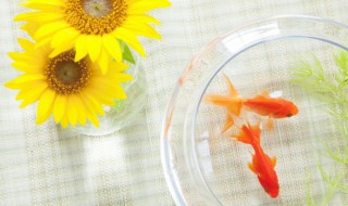 养金鱼的日常技巧 养金鱼的日常技巧和方法