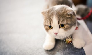 养猫生活小技巧 养猫生活小技巧有哪些