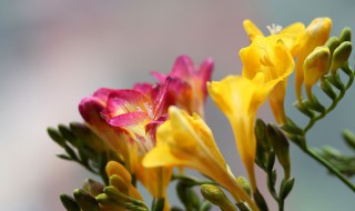 香雪兰花语含义 香雪兰的花香