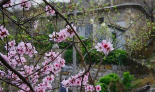 这里有红花啊这里有绿草下一句 这里有红花啊这里有绿草啊