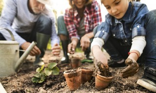 盆栽种子种植方法（盆栽种子种植方法视频）