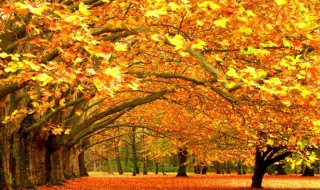 秋天的特点 秋天的特点一年级