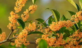 桂花树10月份可以移植吗（桂花树十一月份能移栽吗）