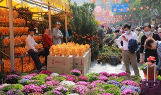 春节家里摆什么花最好（春节家里摆什么花最好图片）