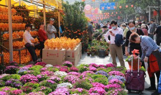 含笑花有哪些品种（含笑花有哪些品种图片）