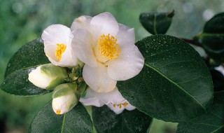 山茶花的品种有哪些 山茶花品种可分几大类