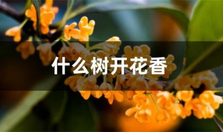 什么树开花香 什么树开花香气四溢