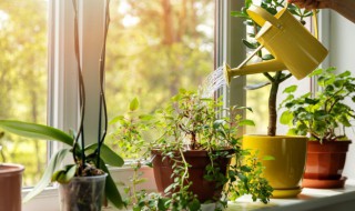蕨类植物和裸子植物的区别（裸子植物和被子植物的区别）