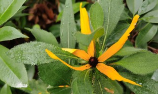 菊花的形状像什么物体（菊花的形状像什么比喻句）