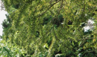 植物的活化石指的是什么和什么（植物活化石有什么什么什么什么）