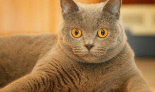 小动物有哪些?可爱（小动物有哪些?可爱图片）