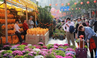 迎春花的颜色有哪些（迎春花的颜色有哪些种类）