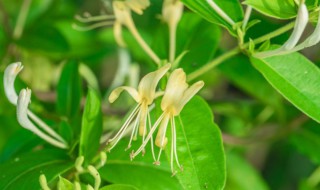 金银花怎么种植盆栽（金银花怎样栽种）