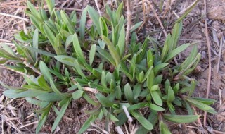 霞草有何功效与价值 霞草图片