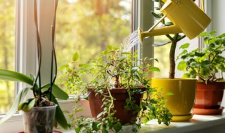 生殖方式有哪些植物 生殖方式有哪些植物图片