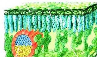 植物有哪些组织（蕨类植物有哪些组织）