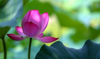 令箭荷花如何嫁接（令箭荷花如何嫁接在仙人球上）