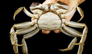 螃蟹黄有点苦是没熟吗（螃蟹黄有苦味是什么原因）