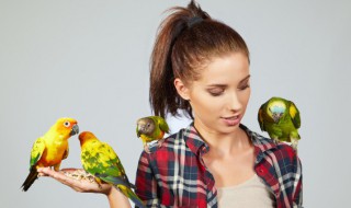 如何养鹦鹉比较好 如何养鹦鹉比较好养