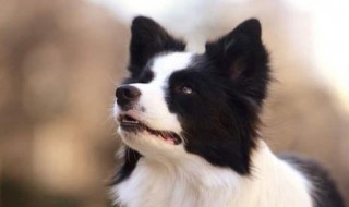 边牧一天喂几次 边牧一般一天吃多少