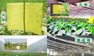 黏黏虫怎么彻底清除（黏黏虫怎么彻底清除彻底消灭黏黏虫）