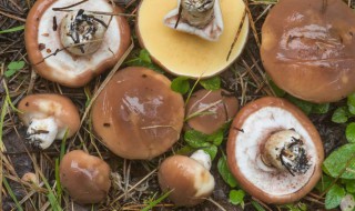 蘑菇发霉了还能吃吗 蘑菇发霉了还能吃吗?
