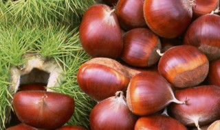 板栗酒制作方法 板栗酒怎么制作