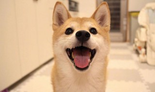 养柴犬的十大技巧 养柴犬最大的忌讳