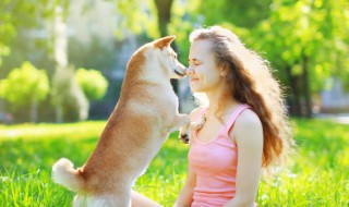 巴哥犬的优缺点（法斗犬的优缺点）