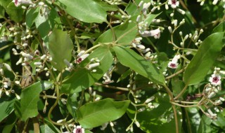 鸡屎藤的神奇功效 鸡屎藤的神奇功效减肥