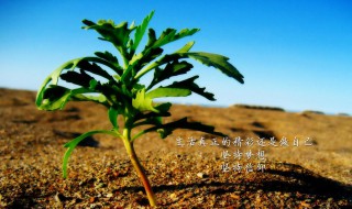 励志文案简短有关坚持（励志文案简短有关坚持的名言）