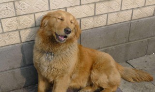 成年金毛训练方法 金毛成犬怎么训