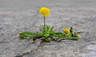 华花郎是什么植物（华花郎根是什么）