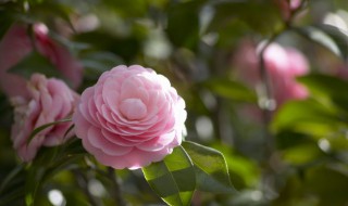 浇花有没有小妙招（浇花小技巧）