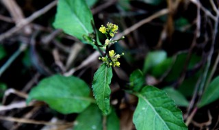 野葛菜的功效 野葛菜的功效与禁忌