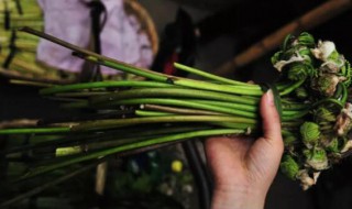 大巢菜的营养价值 巢菜的功效和禁忌