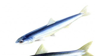 鳀鱼怎么读 鲭怎么读