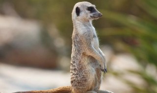 狐獴怎么读（狐獴）