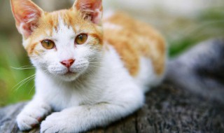 半夜听到猫叫不吉利 半夜听到猫叫不吉利的声音