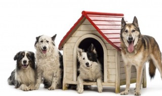 小狗英语怎么读（小猫英语怎么读）