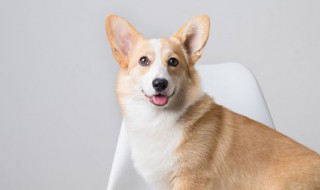 狗的性格特点 狗的性格特点有哪些描写