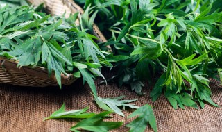 碎艾草怎么烧(艾草怎么搞碎)