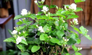 茉莉花催花后如何预防烂根 茉莉花催花后如何预防烂根呢