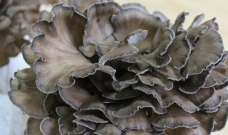 素炒灰树花的做法（灰树花怎么炒）