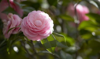 6月如何养茶花花苞狂冒（茶花6月长花苞几月开花）