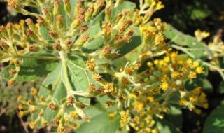 羊耳菊的功效与作用 羊耳菊的功效与作用及禁忌