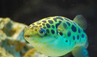 潜水艇鱼的正确养殖方法 潜水艇鱼怎么养 潜水艇鱼饲养方法及要求